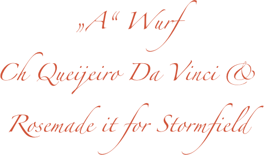 „A“ Wurf
Ch Queijeiro Da Vinci & 
Rosemade it for Stormfield