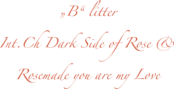 „B“ litter
Int.Ch Dark Side of Rose & 
Rosemade you are my Love 