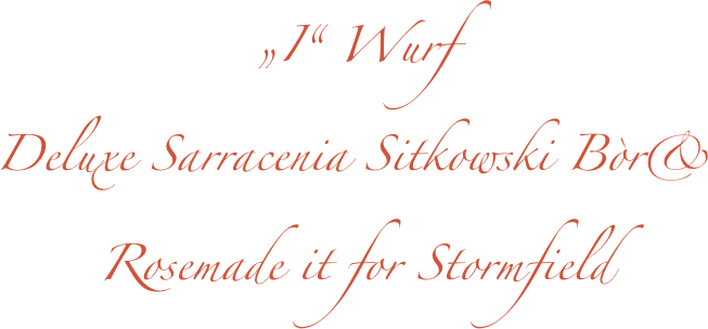 „I“ Wurf
Deluxe Sarracenia Sitkowski Bòr& 
Rosemade it for Stormfield