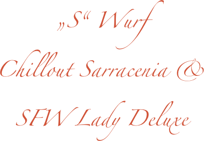 „S“ Wurf
Chillout Sarracenia & 
SFW Lady Deluxe