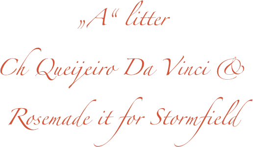 „A“ litter
Ch Queijeiro Da Vinci & 
Rosemade it for Stormfield
