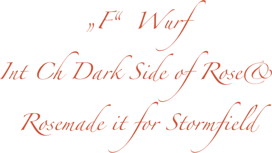 „F“  Wurf
Int Ch Dark Side of Rose& 
Rosemade it for Stormfield