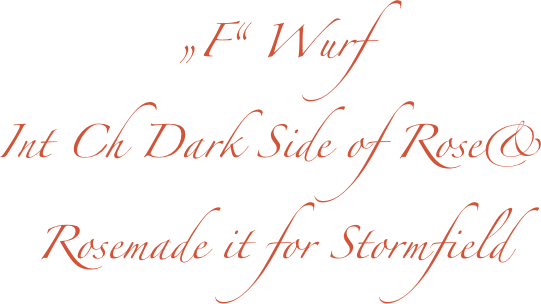 „F“ Wurf
Int Ch Dark Side of Rose& 
Rosemade it for Stormfield