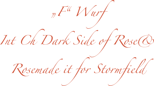 „F“ Wurf
Int Ch Dark Side of Rose& 
Rosemade it for Stormfield