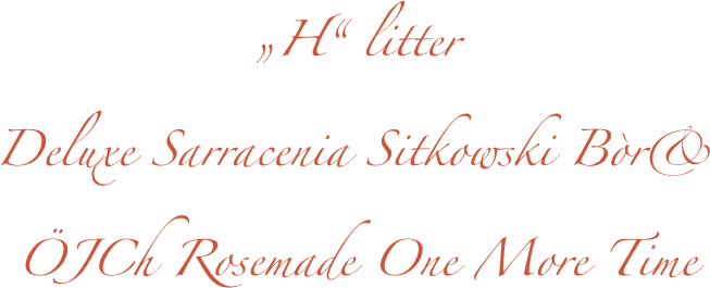 „H“ litter
Deluxe Sarracenia Sitkowski Bòr& 
ÖJCh Rosemade One More Time

