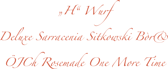 „H“ Wurf
Deluxe Sarracenia Sitkowski Bòr& 
ÖJCh Rosemade One More Time

