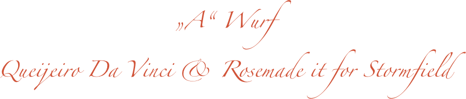 „A“ Wurf
Queijeiro Da Vinci & Rosemade it for Stormfield